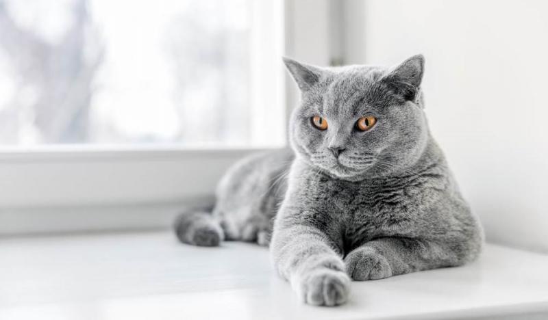 Khả năng ghi nhớ đường đi dù không được nhìn thấy