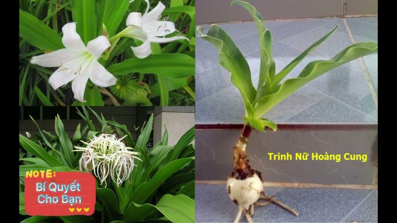 Khả năng kích thích miễn dịch
