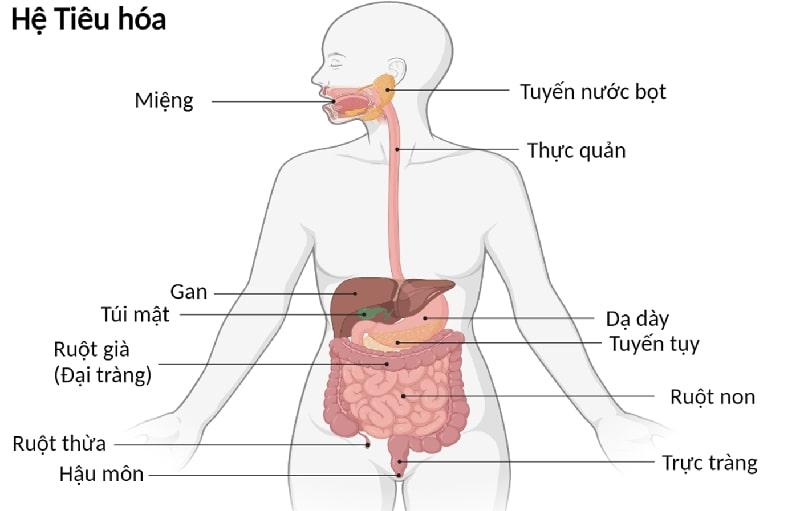 Hình ảnh minh hoạ hệ tiêu hoá