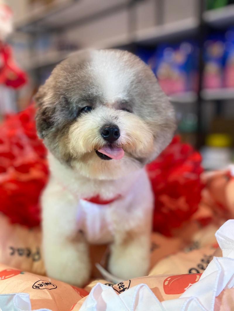 Khanh Pham Pet Shop & Grooming