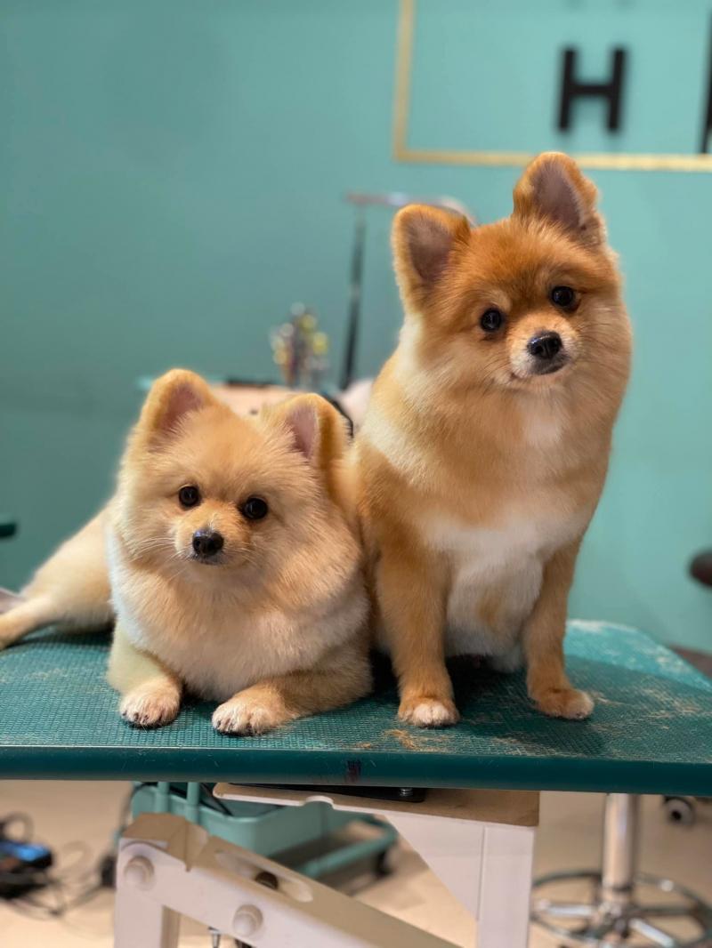 Khanh Pham Pet Shop & Grooming