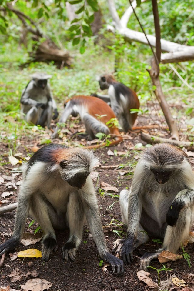 Khỉ đỏ colobus