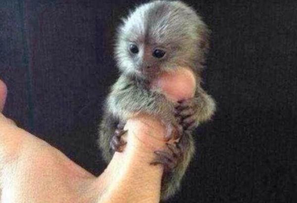 Loài khỉ Marmoset được coi là loài khỉ tí hon trên thế giới