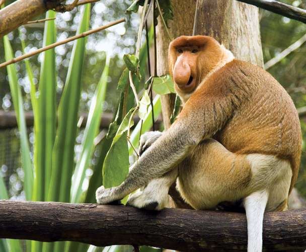 Khỉ Proboscis