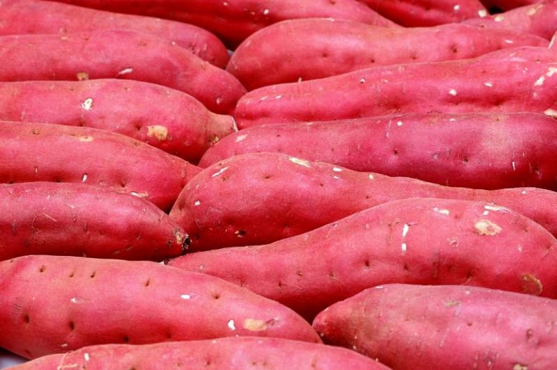 Khoai lang có tác dụng phòng ngừa và điều trị bệnh táo bón hiệu quả