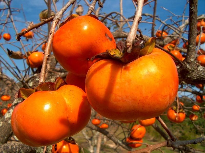 Khoai lang ăn với quả hồng