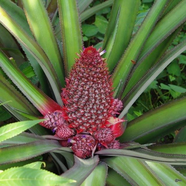 Dứa son long phụng