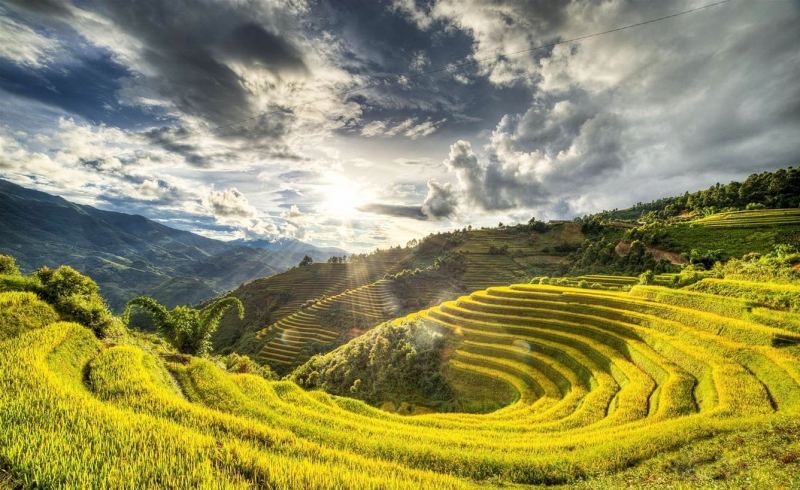 Óng ánh mùa lúa chín trên nương