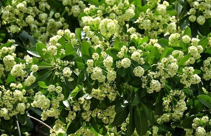 Ngóng chờ mùa hoa sữa