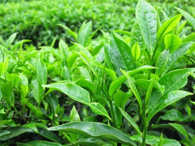 Không tốt cho phụ nữ mang thai
