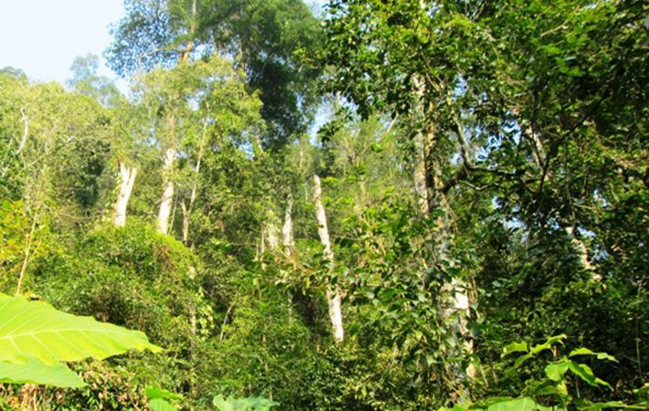 Khu Bảo Tồn Thiên Nhiên Kim Hỷ Bắc Kạn