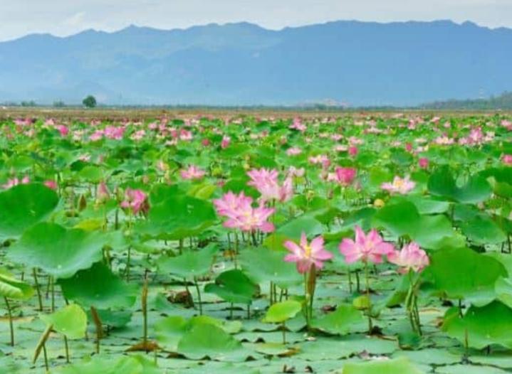 Khu du lịch sinh thái Đồng Sen Tháp Mười