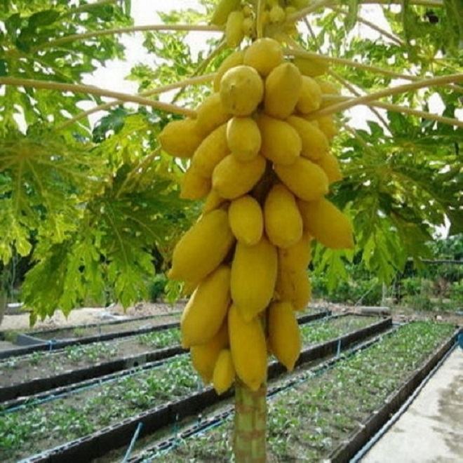 Quả đu đủ dài màu vàng nghệ treo lủng lẳng trên cành.