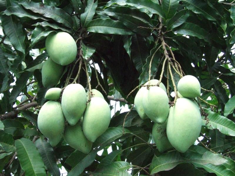 Giản dị hơn cả là cây xoài ở góc vườn.