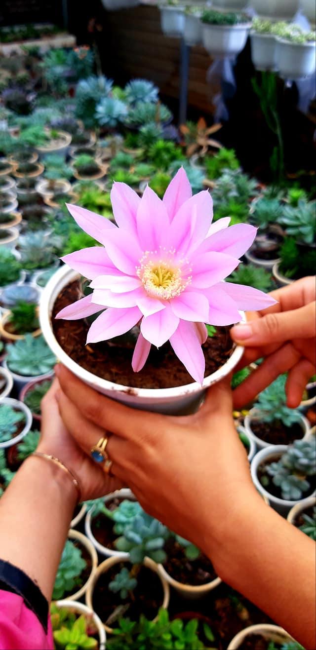 Khu vườn sen đá BMT