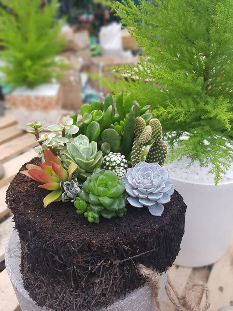 Khu vườn sen đá BMT