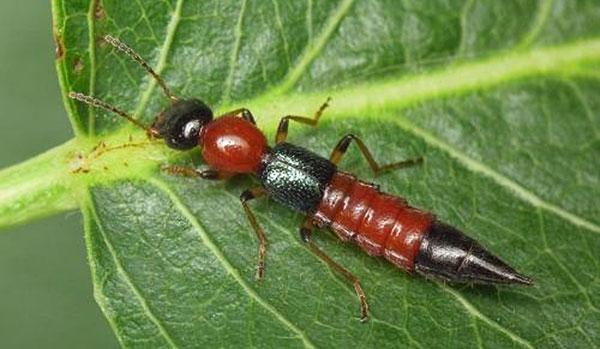 Kiến ba khoang sống ở nơi nhiều cây cối