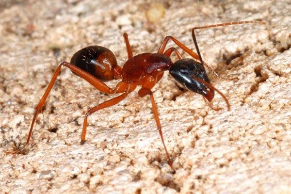 Kiến lửa đốt không gây nguy hiểm trực tiếp đến tính mạng, nhưng sẽ gây cảm giác nhói buốt dai dẳng