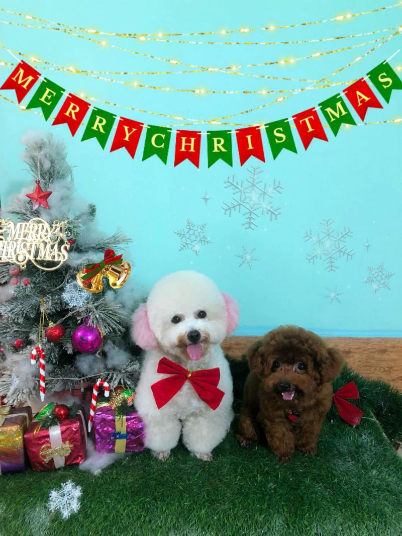 Kikimilu Pet Spa Home