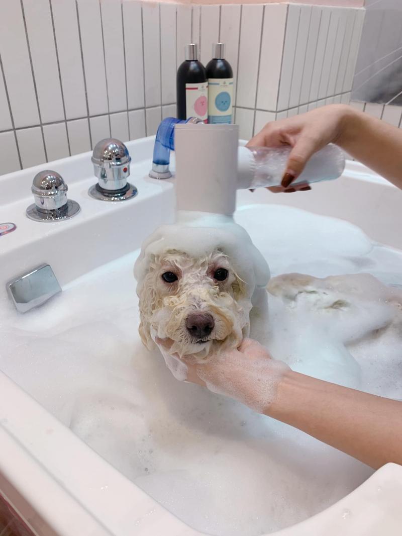 Kimi Pet