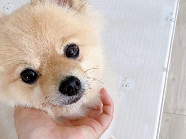 Kimi Pet