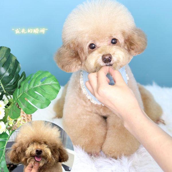 Kimi Pet - Thế Giới Thú Cưng
