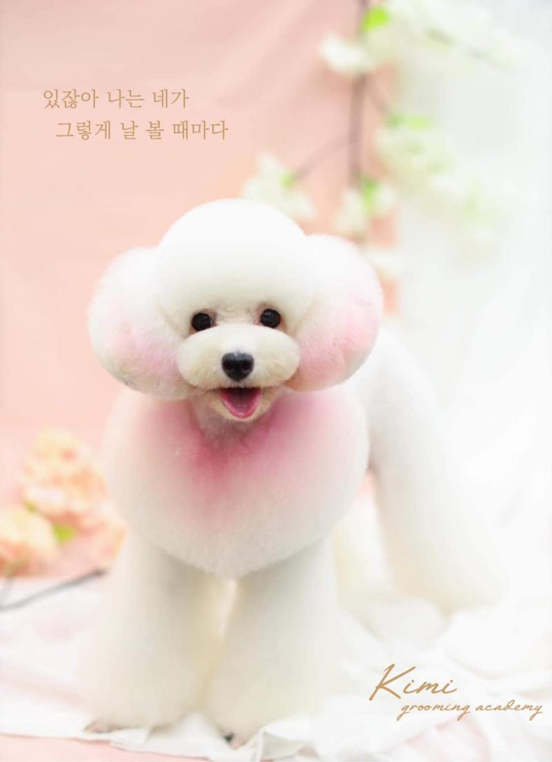 Kimi Pet - Thế Giới Thú Cưng