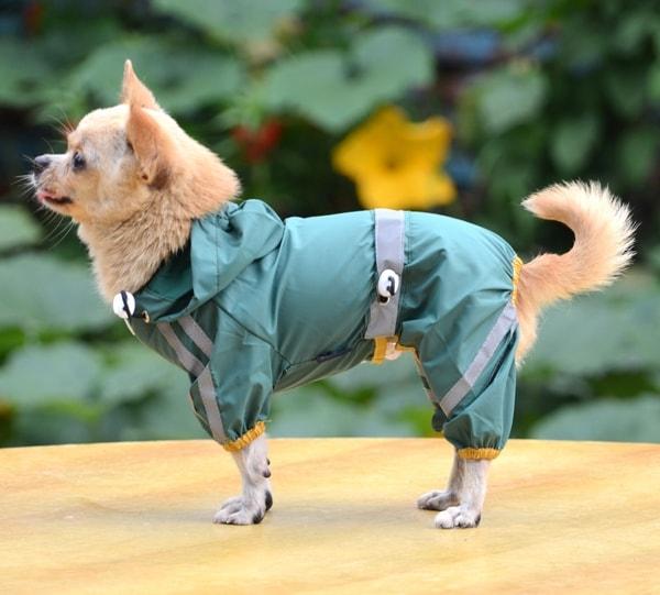 Ý tưởng kinh doanh mặt hàng dành cho thú cưng đang dần được nổi lên, đem lại cơ hội làm giàu cho rất nhiều người.