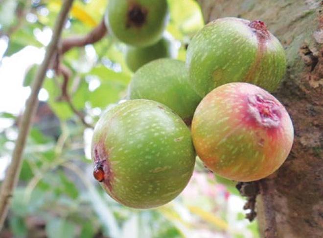 Kinh nghiệm chữa trĩ bằng quả sung