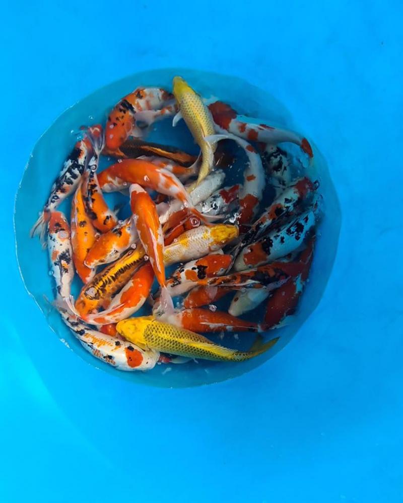 Koi bác Hường