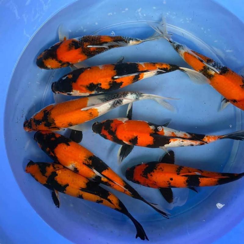 Koi Fish BMT - Cá Chép Koi BMT