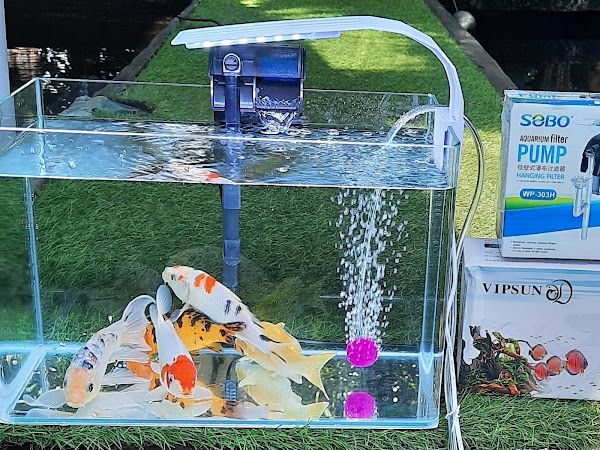 Koi Fish BMT - Cá Chép Koi BMT
