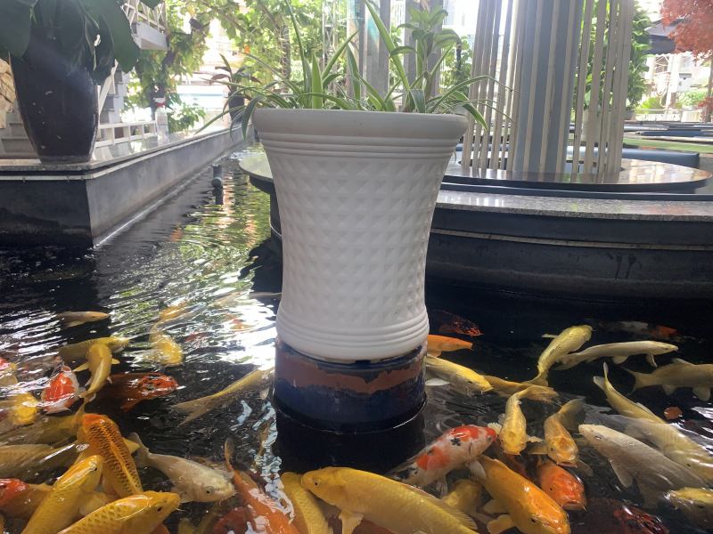 Koi Skylight Coffee
