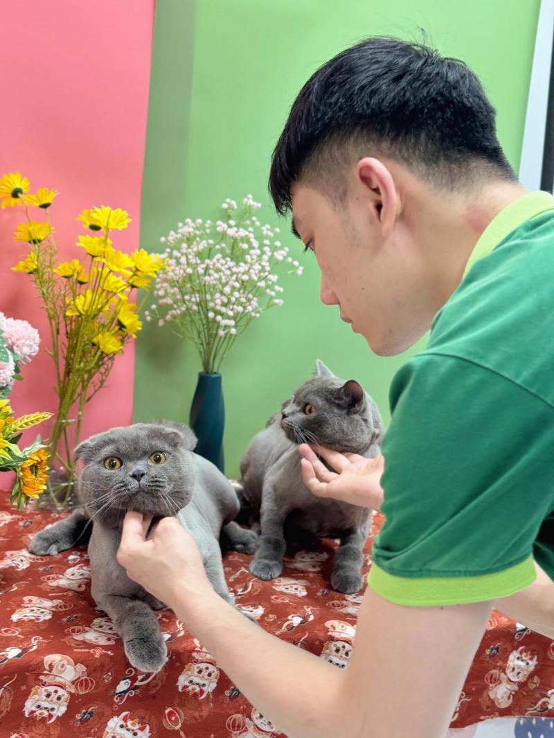 Koko Pet
