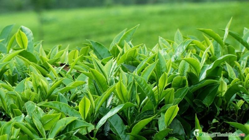 Lá chè xanh có chứa tinh chất kháng khuẩn giúp khử mùi hiệu quả.