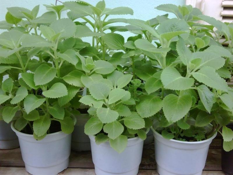 Các bài thuốc trị ho từ lá húng chanh