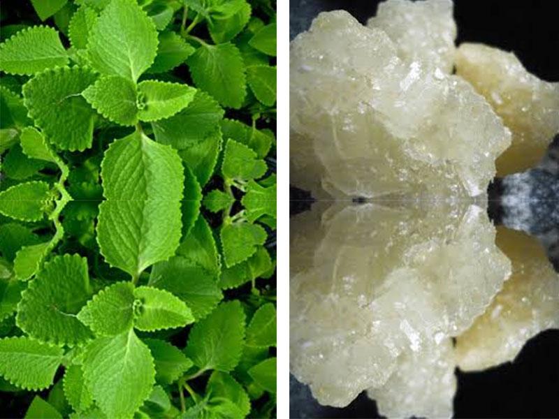 trị ho bằng húng chanh và đường phèn