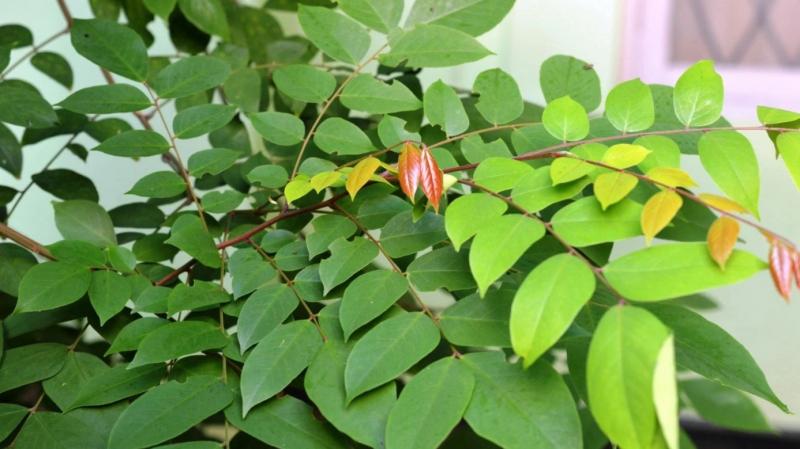 Bài văn tả cây khế