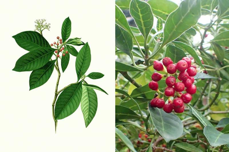 Chữa phụ khoa bằng lá lấu
