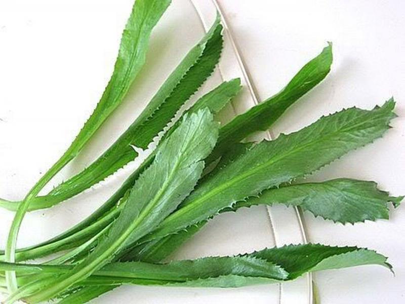Hơi thở thơm mát nhờ tinh dầu có trong lá mùi tàu
