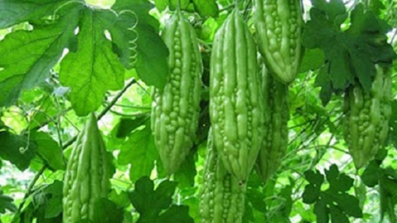 Lá mướp đắng