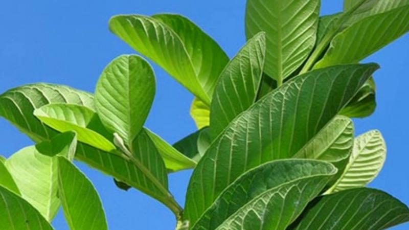 Trong lá ổi chứa nhiều chất có tác dụng làm sạch các mãng bám giúp tiêu diệt mùi hôi miệng hiệu quả