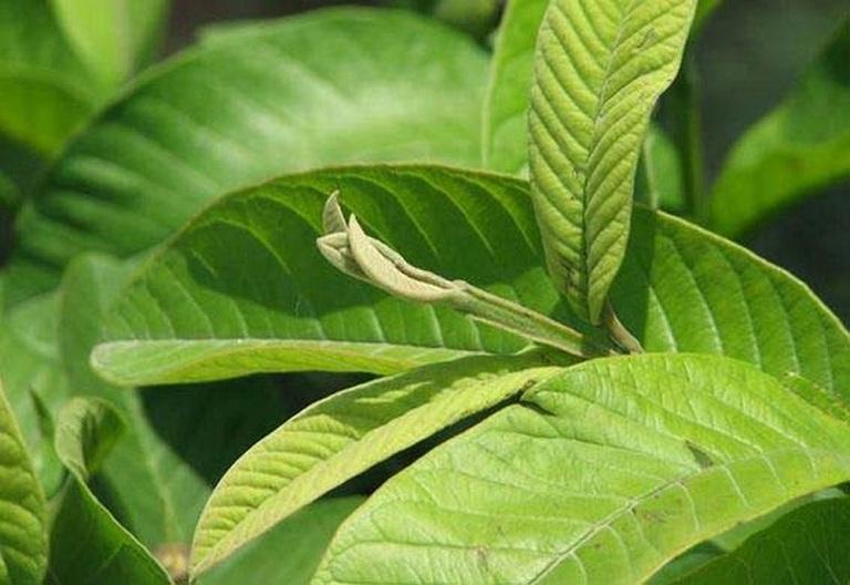 Lá ổi chữa đau bụng