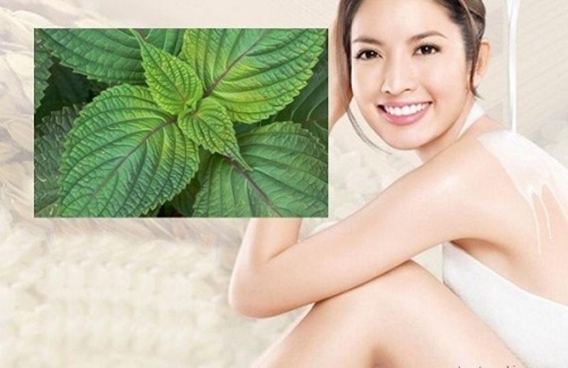 Lá tía tô rất tốt cho da