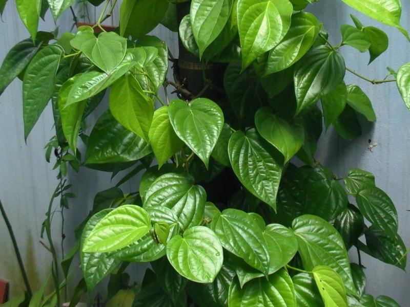 Chữa đau bụng bằng lá trầu không