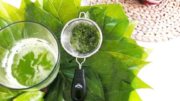 Sử dụng lá trầu không