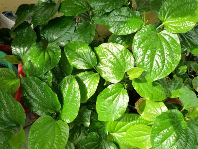 Lá trầu không