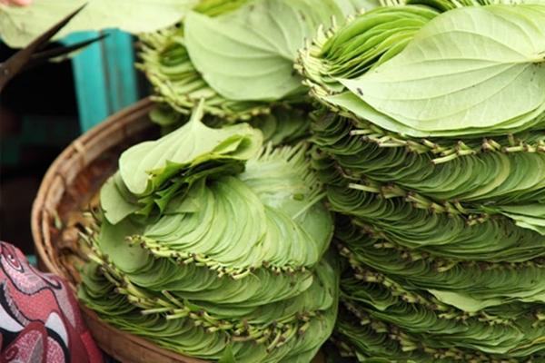 Trầu không giảm đau đầu.
