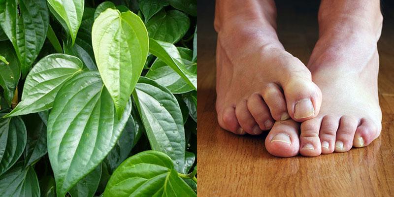 Dùng một nắm nhỏ lá trầu tươi vò nát xát vào chân