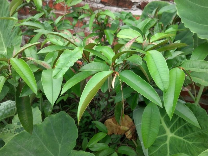 Lá vú sữa
